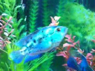 Electric Blue Jack Dempseys 2