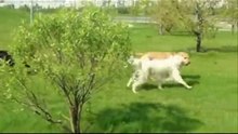 Прогулка у водоёма сезон 2010
