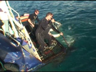 Sous l'eau en face à face avec les requins blancs