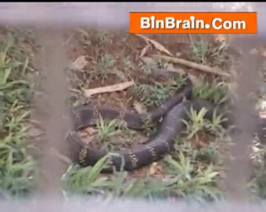Snake in Bangaluru