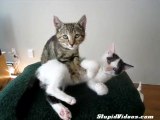 Massaggi felini