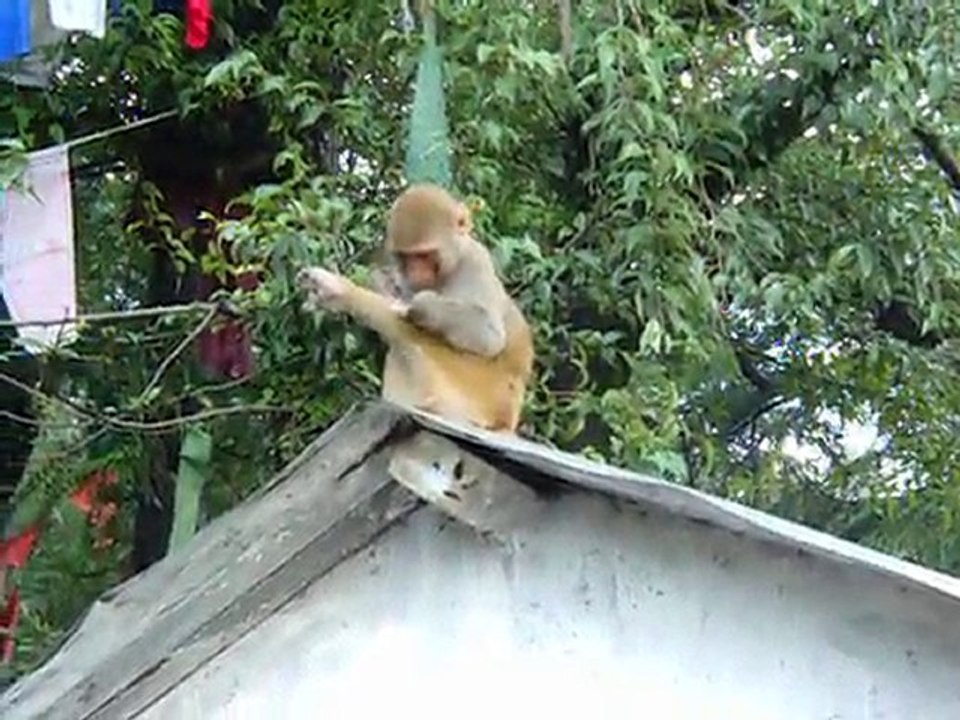 inde 2010 macleod ganj