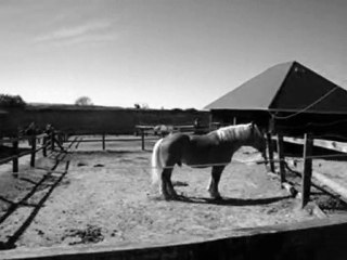 il etait une fois dans le sud ouest un haras !!!!