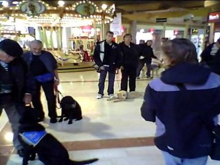 Association des chiens guides du Grand Est