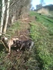 Povre Arbre Lol