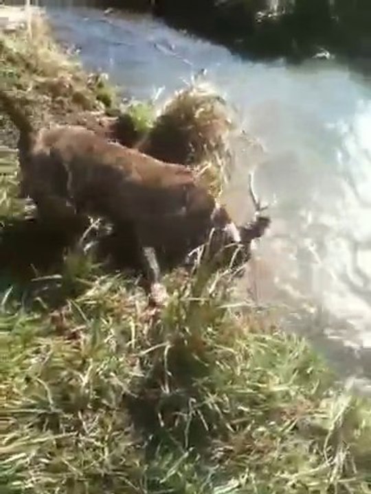 Staff Ulk Et Aleria Chercheur D'or