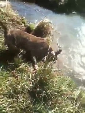 Staff Ulk Et Aleria Chercheur D'or