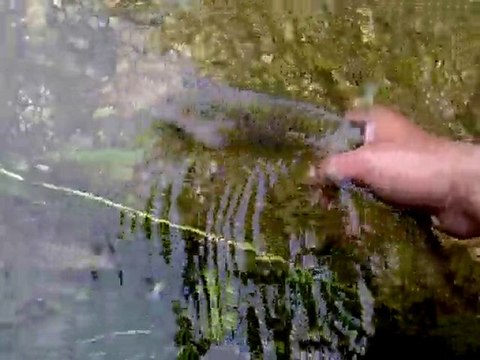 Remise à l'eau d'une superbe truite !