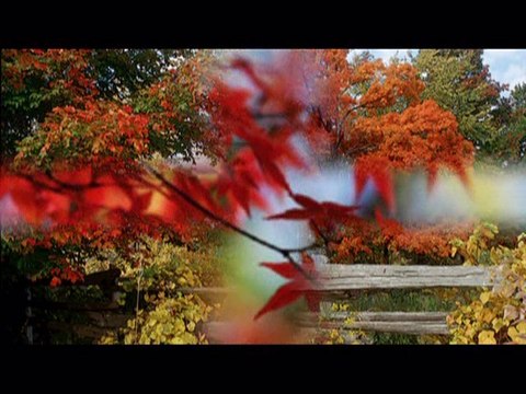 Barwy jesieni- Czerwone Gitary IP love73