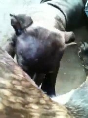 Staff Chiot De Vindetta Qui La Tete Avec Leur Yeux De Filou Mdr