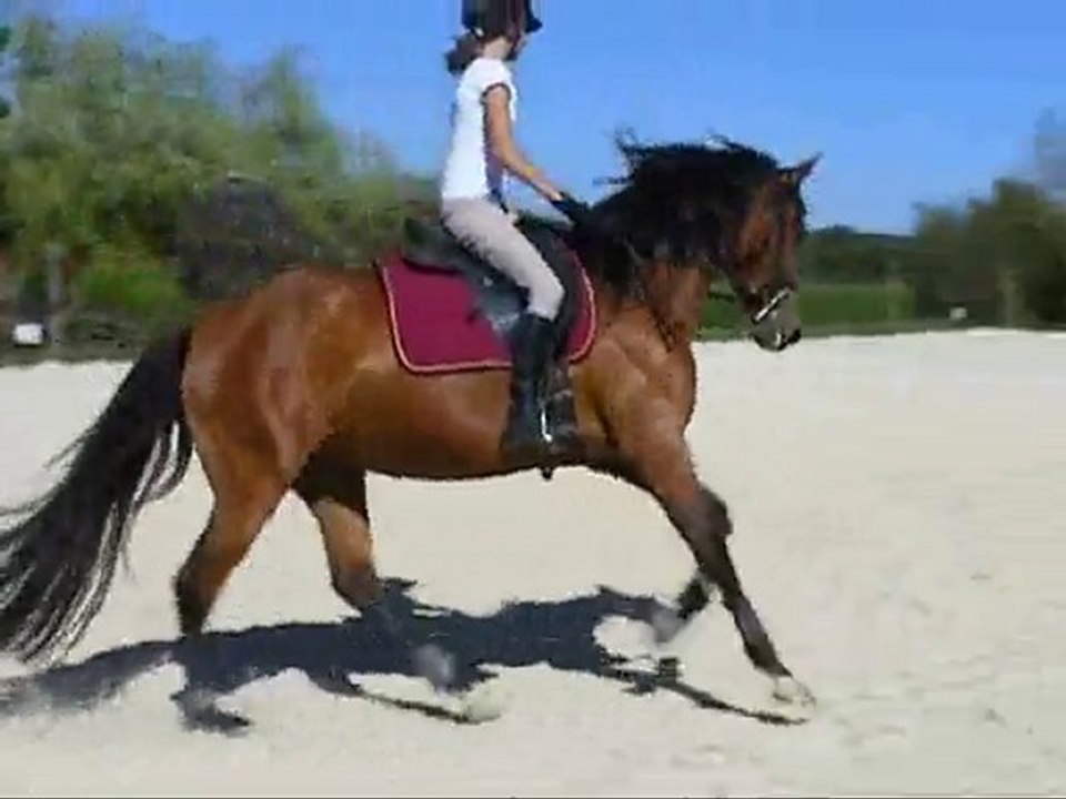 SAMBA GUIMERAIE  09.2010 JUMENT LUSITANIEN  DRESSAGE
