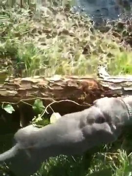 Staff Aleria Et Ulk Apres Un Arbre Mort