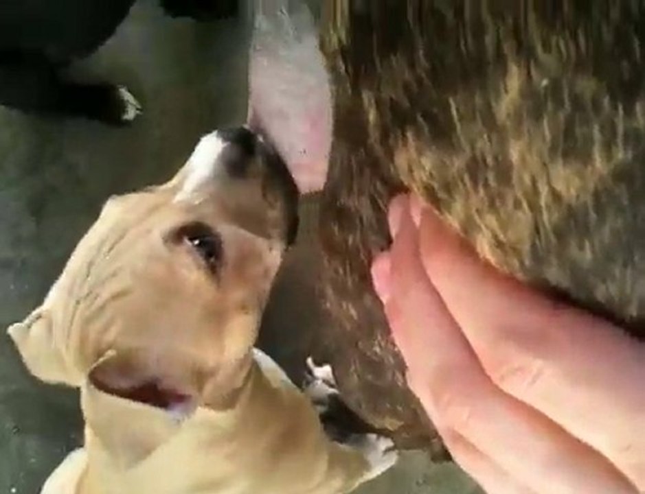 Staff Chiot De Vindetta Entrain De Teter