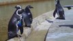 African Penguin Awareness Day