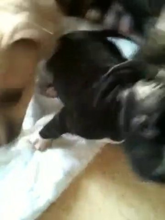 Staff Vindetta Et Ses Chiot