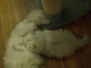 Fairydew Silver Persian Cats