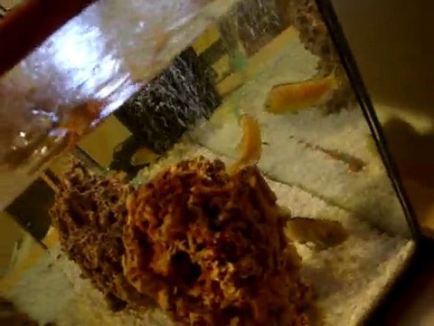 Sarı Prenses Akvaryumu