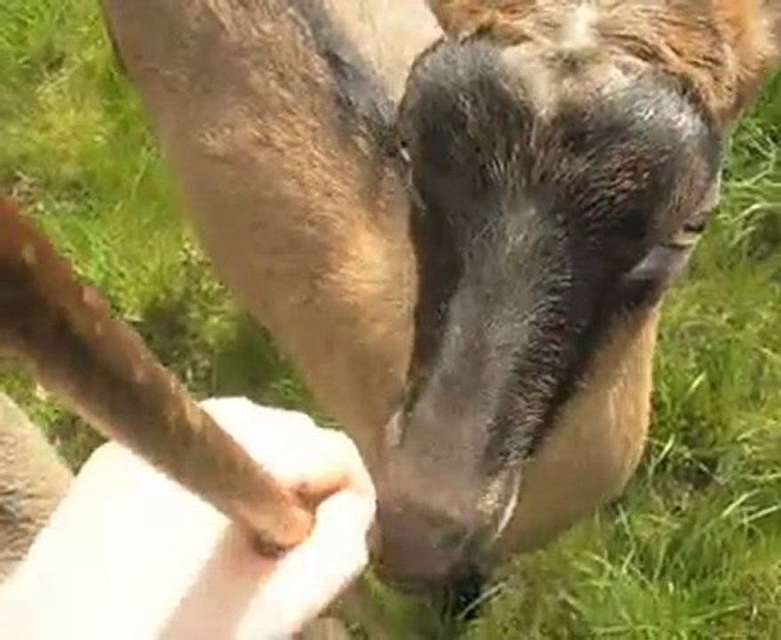 Léchouilles de 8156 et Bébé