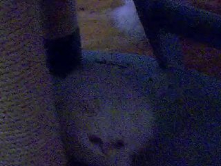 Fairydew Silver Persian Cats