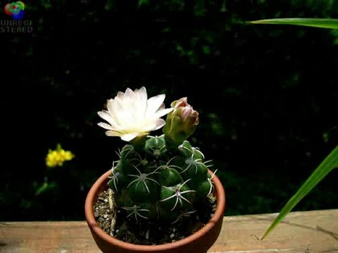 Kaktus Nasil Cicek Acar