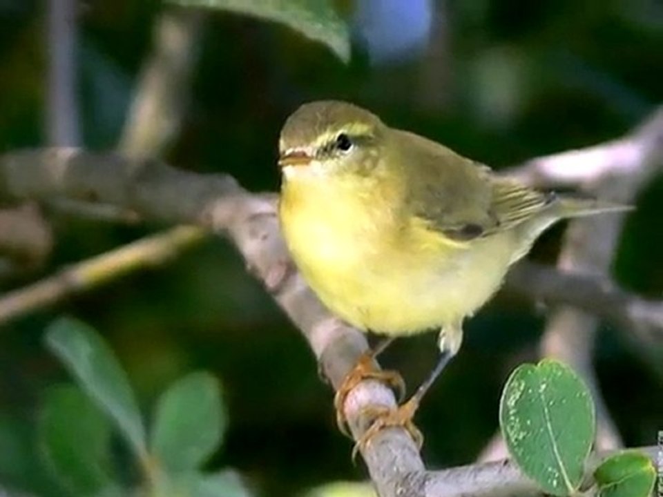 oiseaux _didie