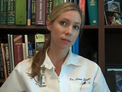 Mount Pleasant Animal Hospital Veterinarian Discusses H3N8
