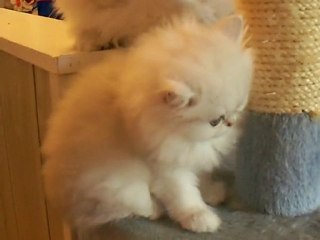 Fairydew Silver Persian Cats
