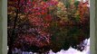 Fall Foliage Pictures