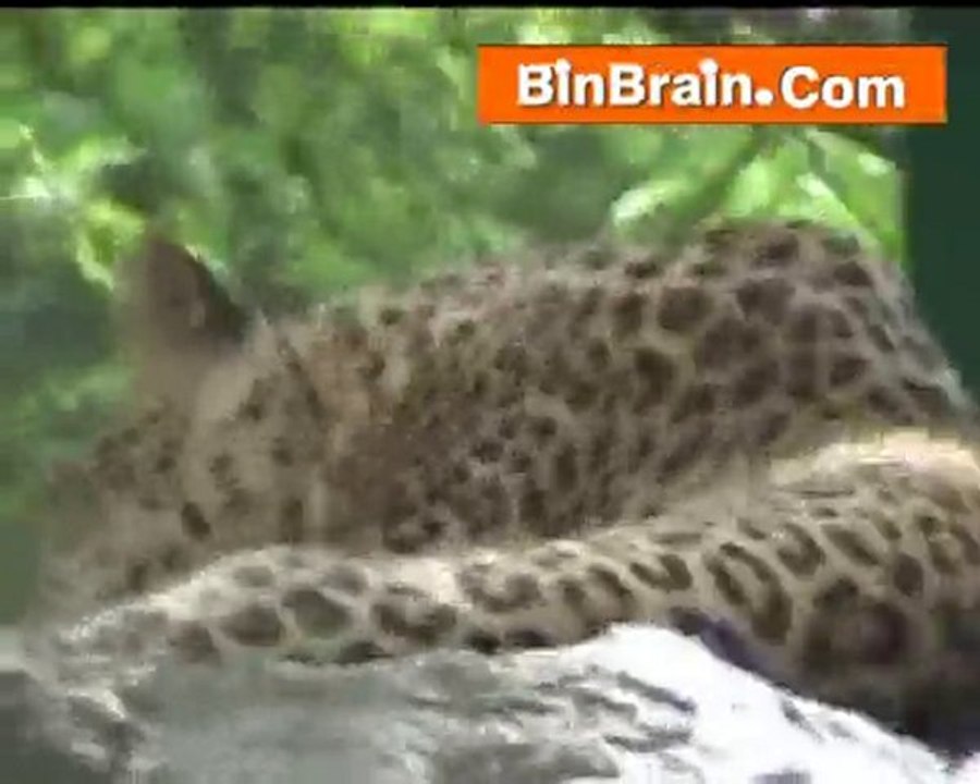 Cheetah in Bangaluru