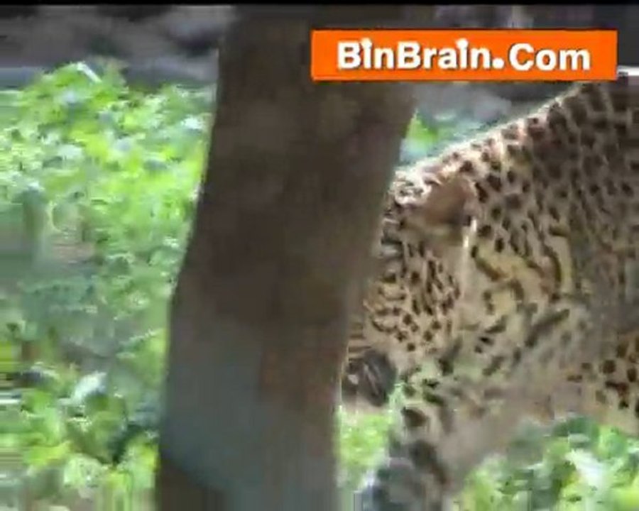 Cheetah in Bangaluru
