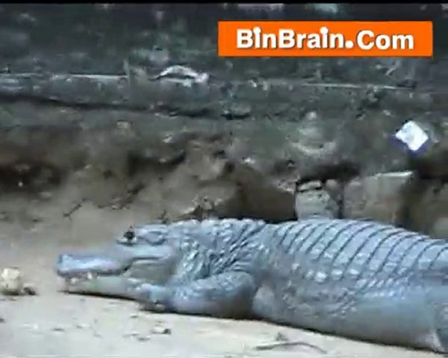 Crocodiles in Bangaluru