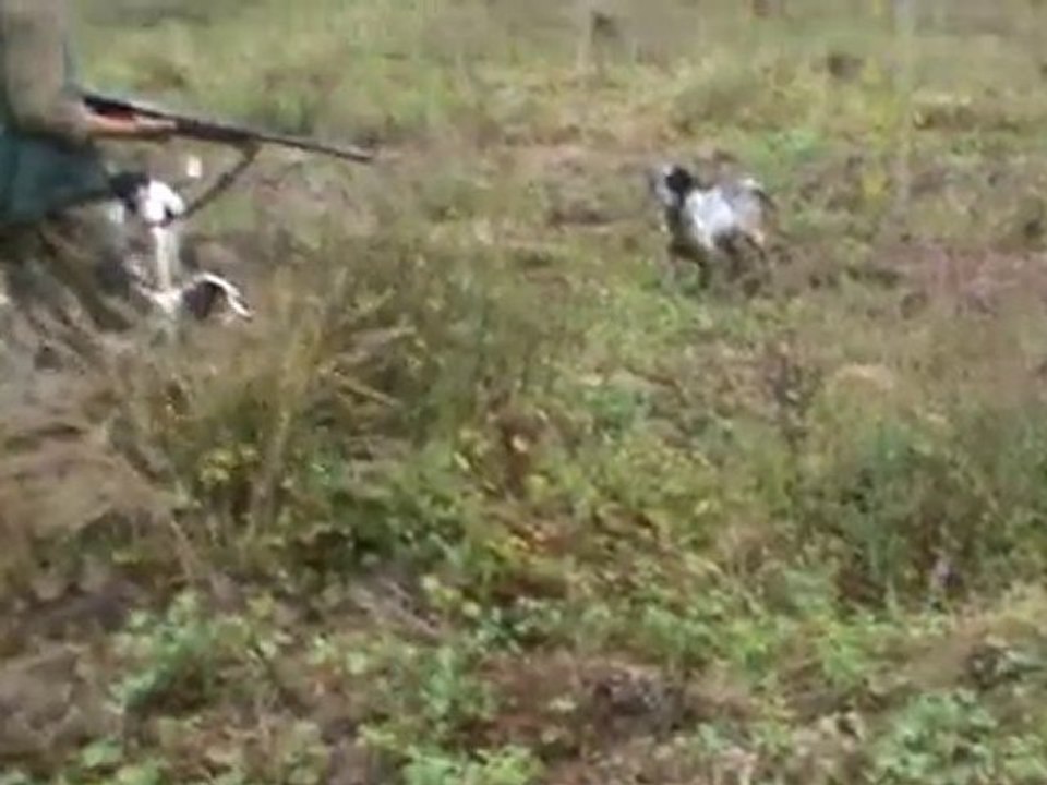 serkan derelı bıldırcın avı