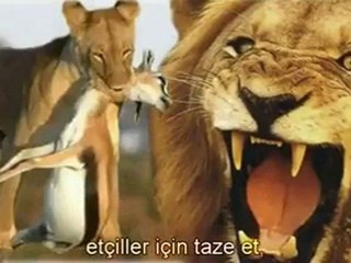 Noah's ark (nuhun gemisi)