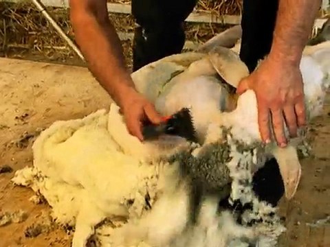 Koyun Kırkımı Şaftlı Sabit Sistem