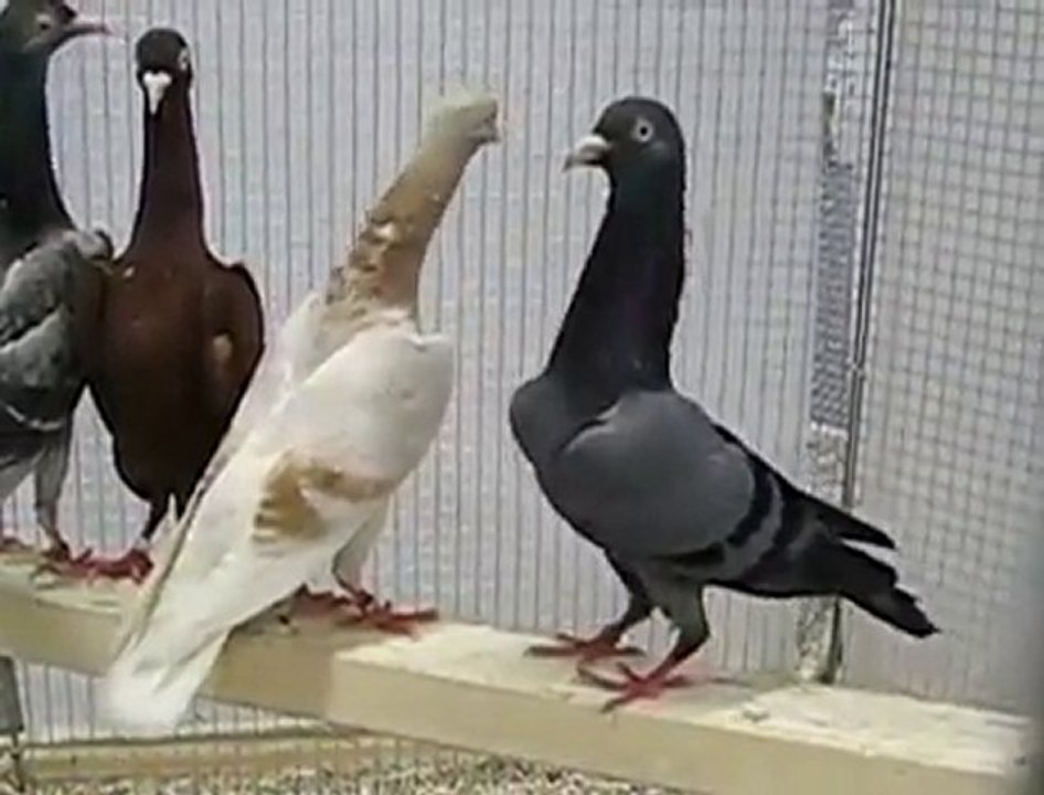 pigeons video