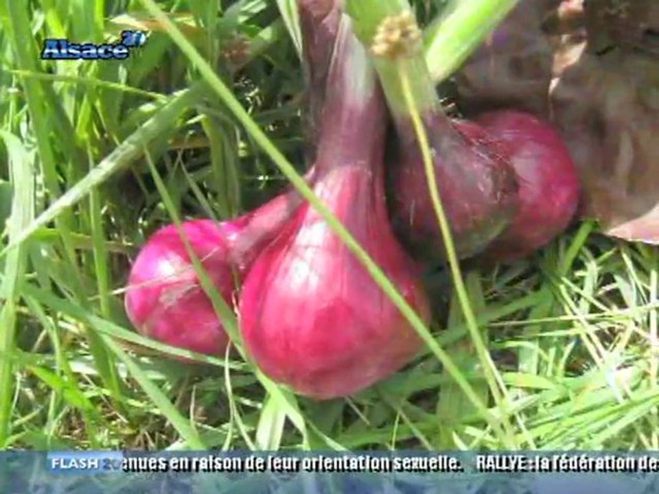 Foire aux oignons : les préparatifs (Brumath)