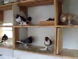 balon güvercini kümes video www.guvercinurfa.com