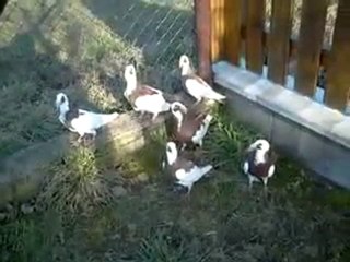 iskenderun güvercin video scanderoon www.guvercinurfa.com