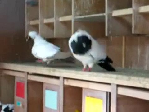 nun rahibe güvercin video guvercinrehberi.com