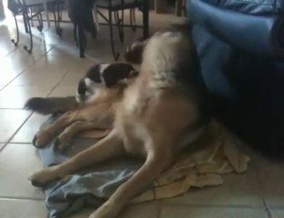 L'English Springer Spaniel, un chien qui s'adapte à tout
