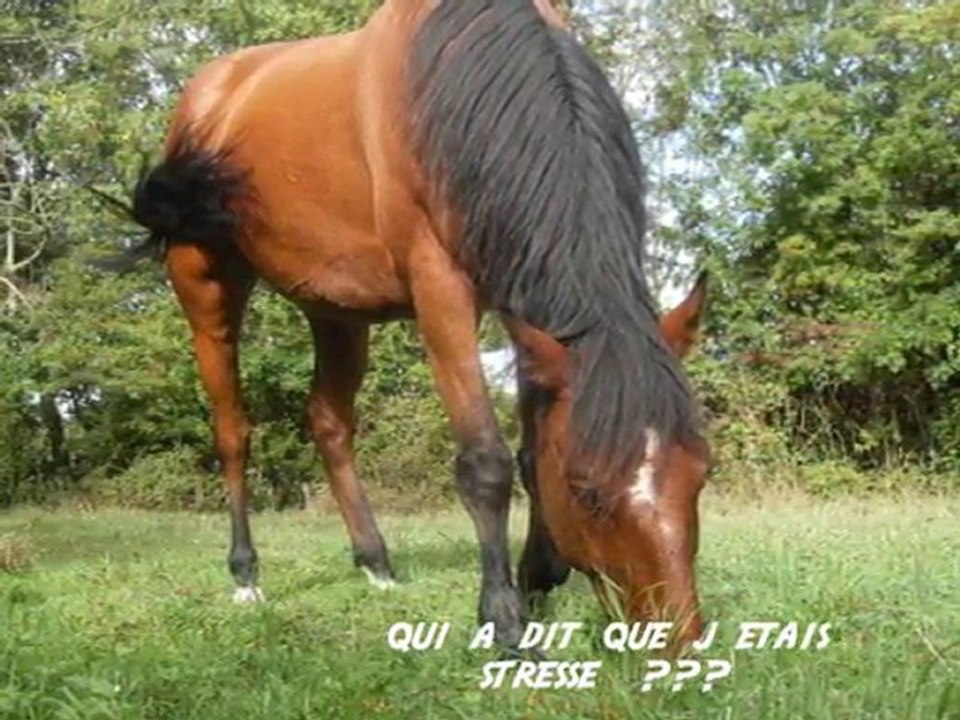 gag de barnevil