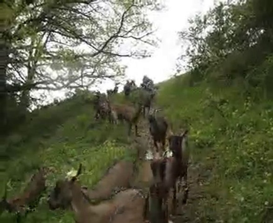 Le moindre dénivelé est prétexte aux galopades et aux jeux