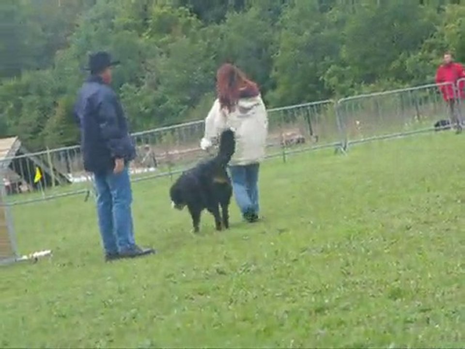 dipaça csau 3