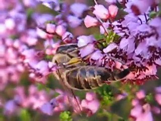 püren,yilgin,funda, arıcı Ali Türk,