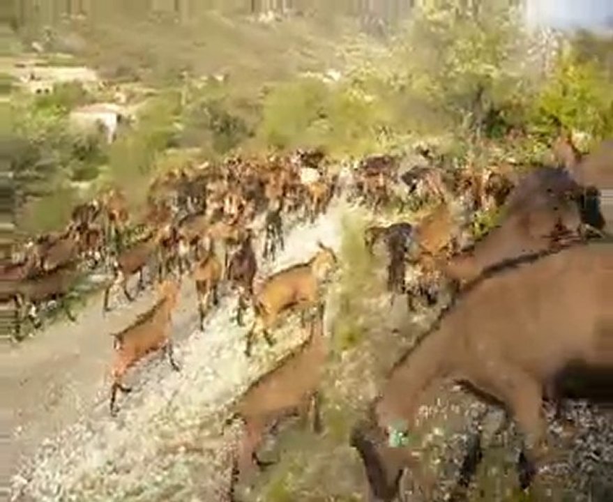 Les chèvres profitent d'une petite pente pour jouer