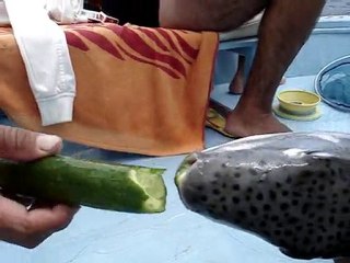 Balon Balığı Hıyar Yer mi?