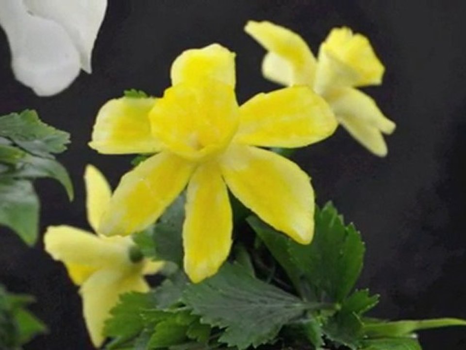 championnat d'Europe de sculpture sur fruits et légumes