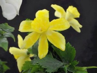 championnat d'Europe de sculpture sur fruits et légumes