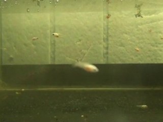 Red Dragon HMPK Yavruları 3 Haftalık