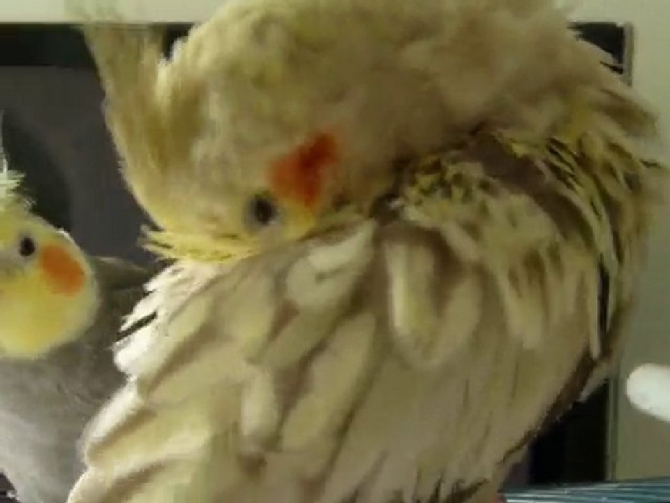 Coco fait son numéro (Calopsitte)